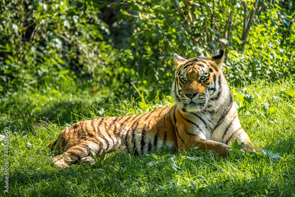 The Siberian tiger,Panthera tigris altaica in a park The Siberian tiger,Panthera tigris altaica in a park