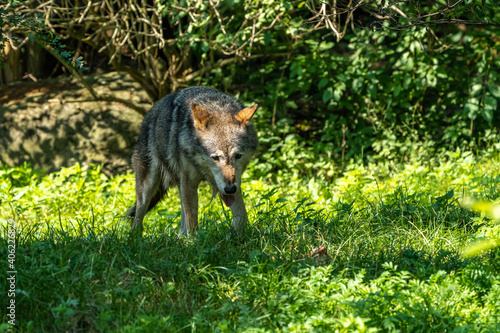 European Grey Wolf  Canis lupus in a german park