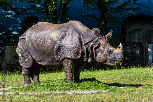 The Indian Rhinoceros  Rhinoceros unicornis aka Greater One-horned Rhinoceros