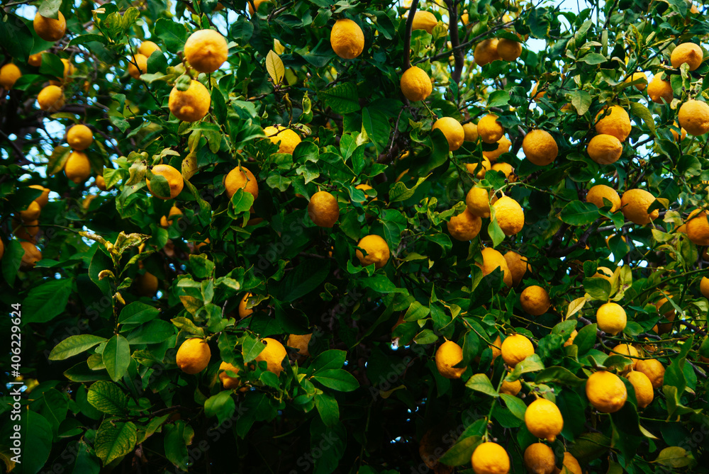 Lemon tree full yellow of lemons