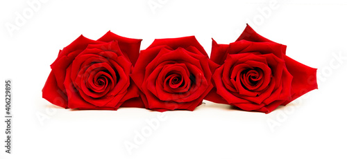 Floral border of red rose flowers on white background