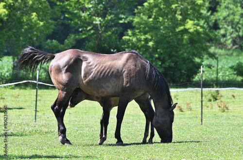 Mare and Colt