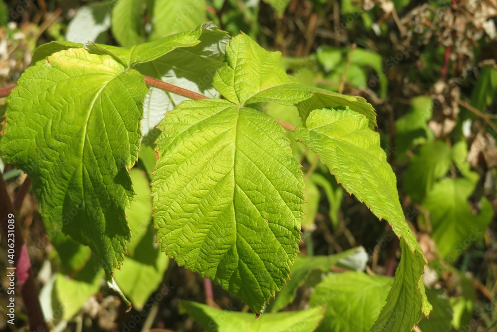 Beautiful green raspberry leaves in the garden, closeup Beautiful green raspberry leaves in the garden, closeup