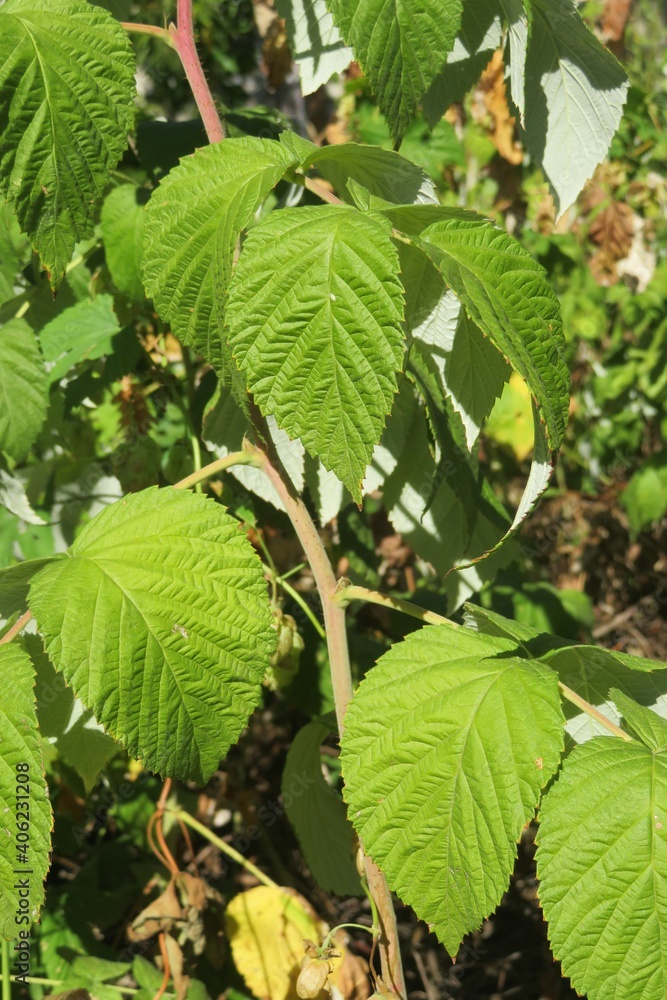 Green raspberry leaves in the garden, closeup Green raspberry leaves in the garden, closeup