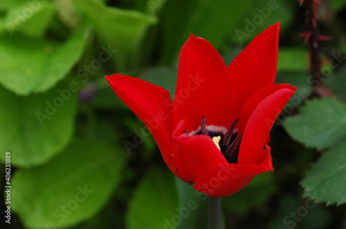 A red tulip among green leaves