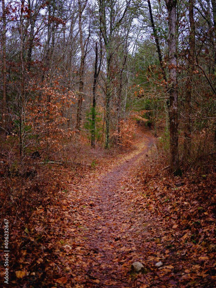 Tranquil Footpath in the Winter Forest with Brown Foliage