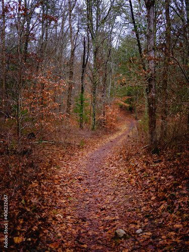 Tranquil Footpath in the Winter Forest with Brown Foliage