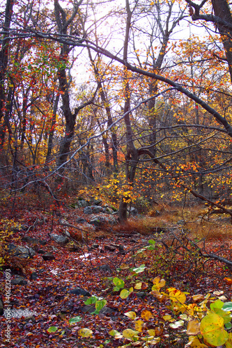 autumn in the forest