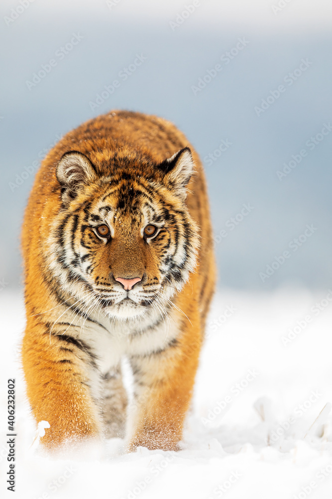 Obraz premium male Siberian tiger (Panthera tigris tigris) it comes dangerously closer and closer
