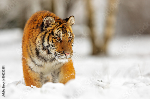male Siberian tiger (Panthera tigris tigris) standing in deep snow