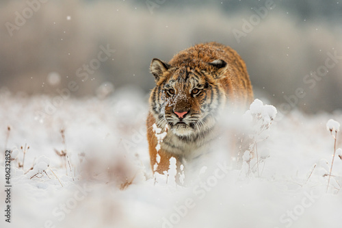 male Siberian tiger (Panthera tigris tigris) creeps behind the prey across the snowy plain
