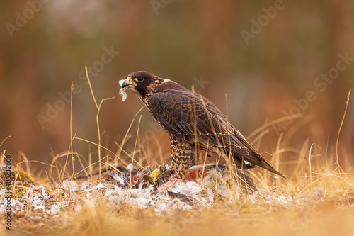 female Peregrine falcon (Falco peregrinus) has caught a pigeon