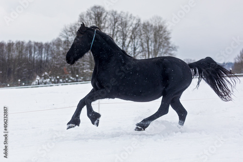female Friesian horse gallops through the snowy pasture
