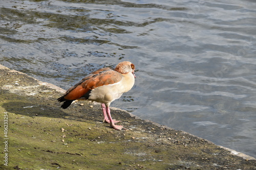 Egyptian goose by the small pond in European city