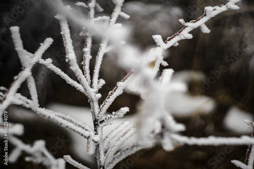 Nature in winter © Anna Bogush