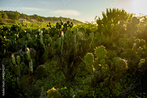 Tableau sur toile Atardecer en campo de nopales y cactus