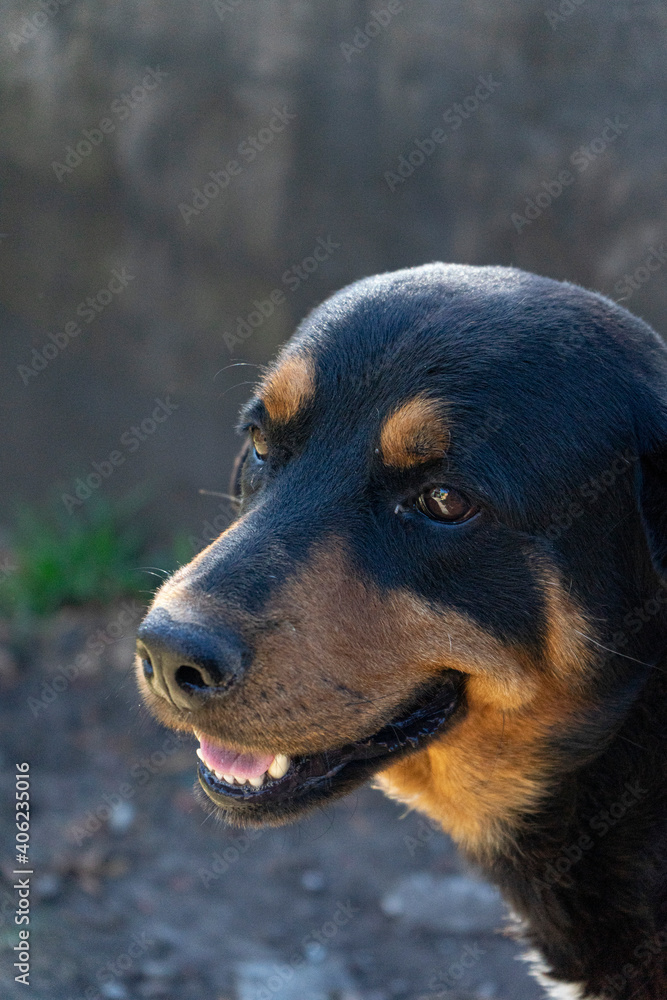 Rottweiler breed dog face with blur background Rottweiler breed dog face with blur background