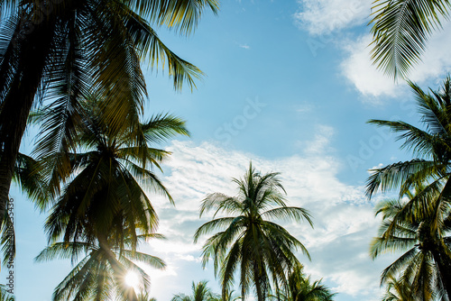 Paisaje de palmeras en playa