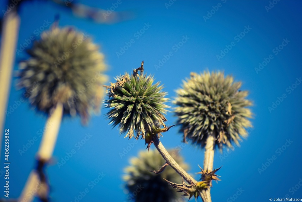 Obraz premium Thistle sky 