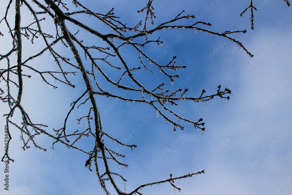 branches against blue sky