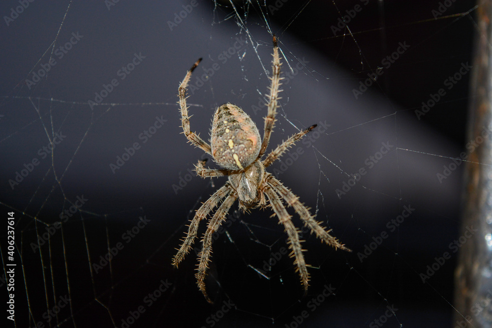 large spider with paws on a black background