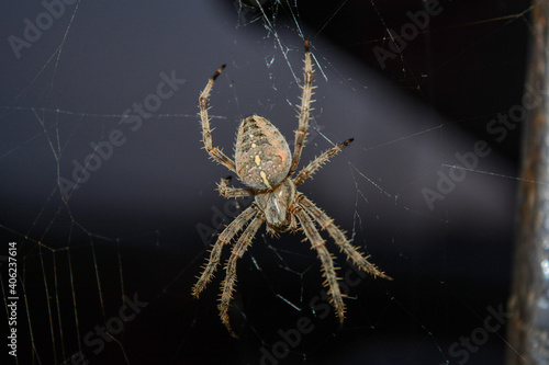 large spider with paws on a black background