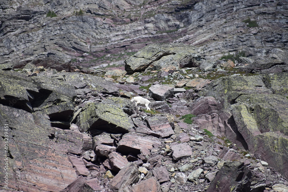 Mountain Goat Glacier National Park 2018 Mountain Goat Glacier National Park 2018
