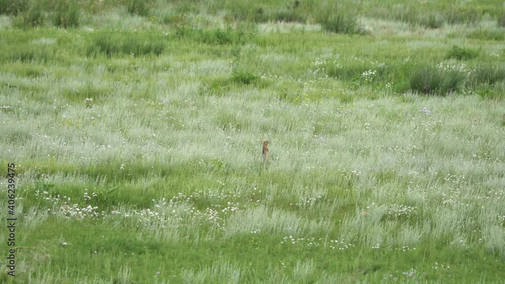 Orange fur ground squirrel in a meadow covered with green fresh grass.Sciuridae rodent marmot genus marmota chipmunk prairie dog tailed tail groundhog suslik cynomys souslik dogs animal wild wildlife Orange fur ground squirrel in a meadow covered with green fresh grass.Sciuridae rodent marmot genus marmota chipmunk prairie dog tailed tail groundhog suslik cynomys souslik dogs animal wild wildlife