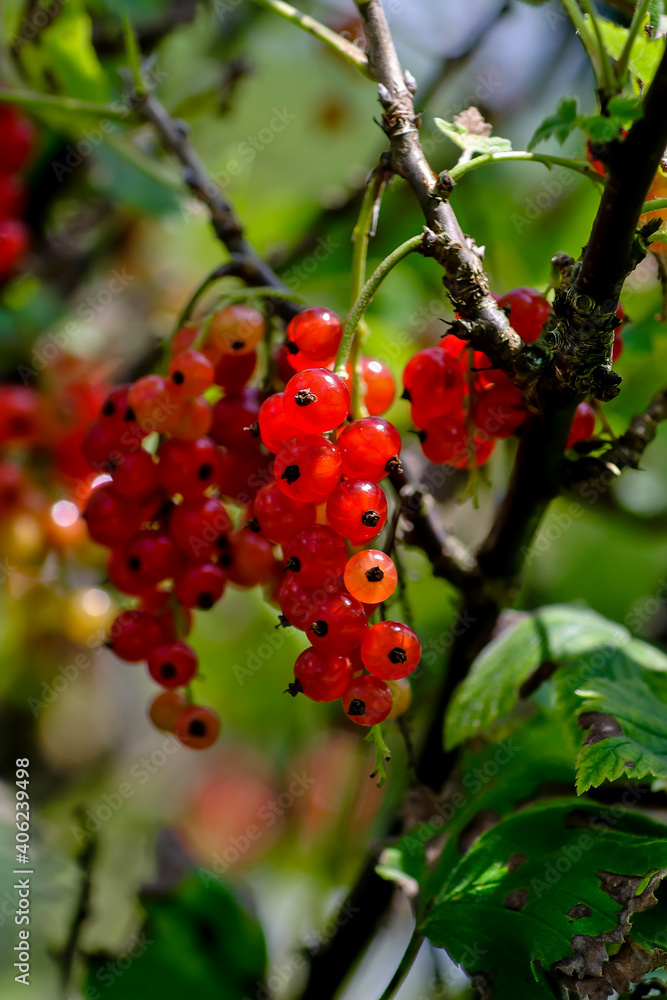 Obraz premium Red fruits of the Redcurrant, red currant, garnet berry . Ribes rubrum - in summer