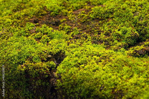 Green moss on the stone in shallow focus