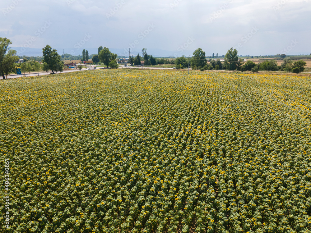 Aerial view of landscape sunflower field, Bulgaria