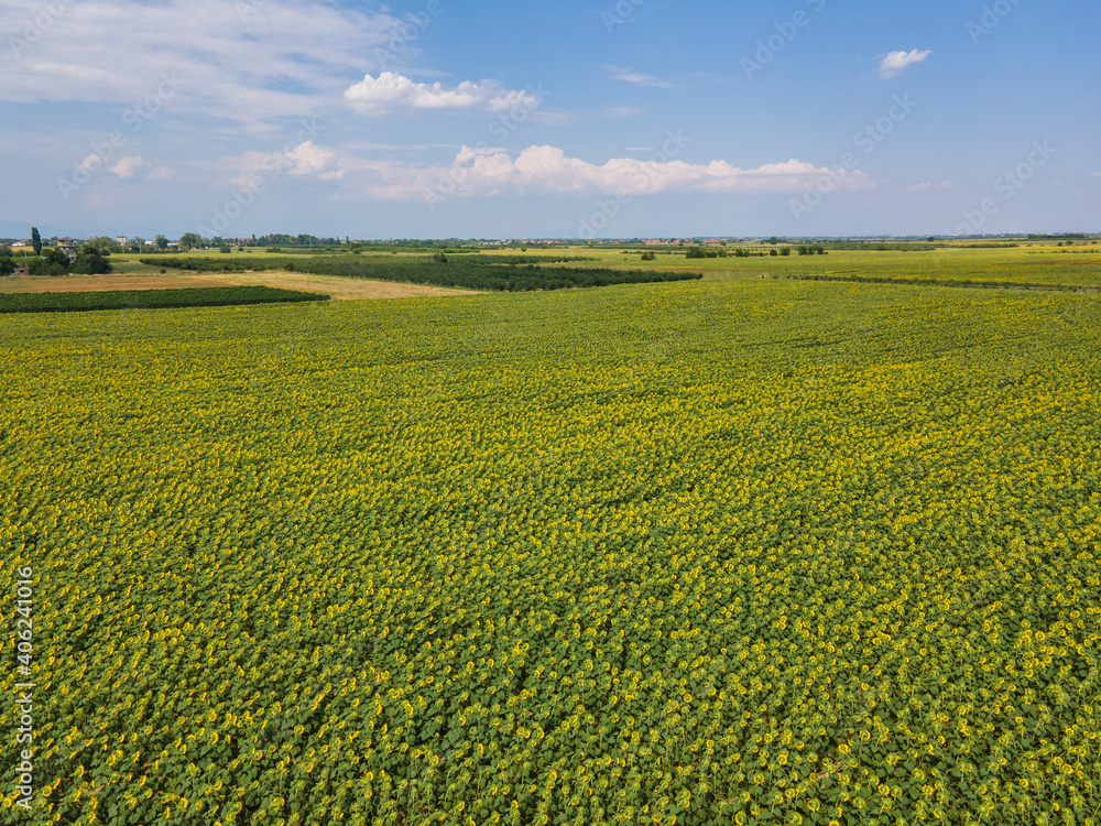 Aerial view of landscape sunflower field, Bulgaria