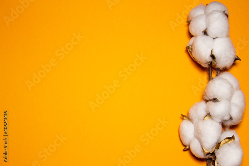 mockup for text on orange background with cotton branch