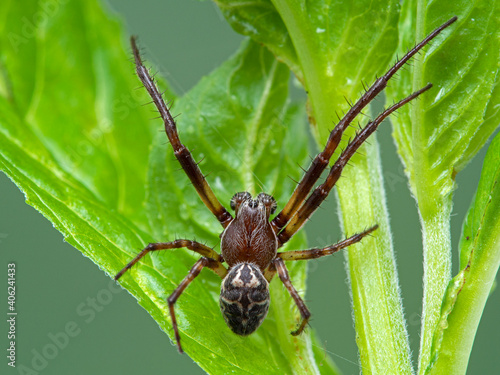 P1010136 unidentified male orbweaver spider on plant Boundary Bay saltmarshb cECP 2020