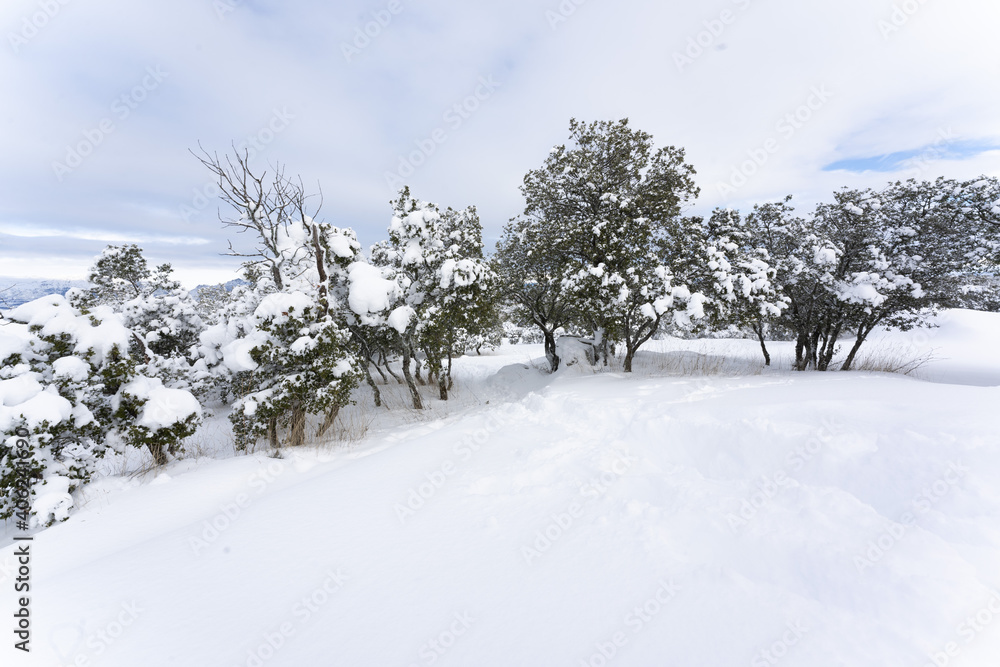Wintery scene with trees and a lot of snow