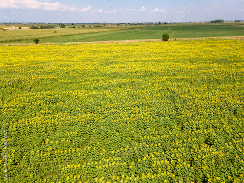 Aerial view of landscape sunflower field, Bulgaria photo