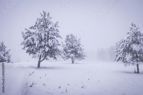 snowy trees at winter forest in foggy day 