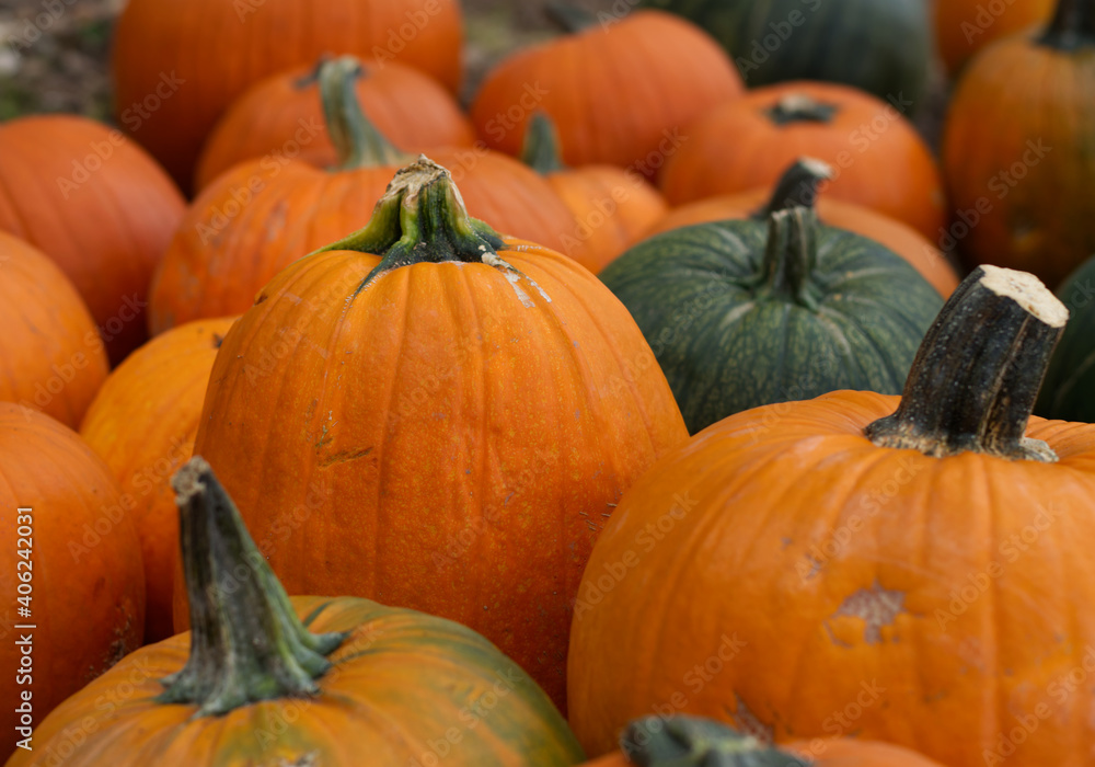 pumpkins and gourds pumpkins and gourds