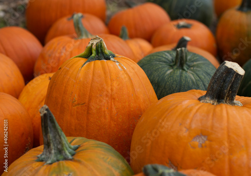 pumpkins and gourds