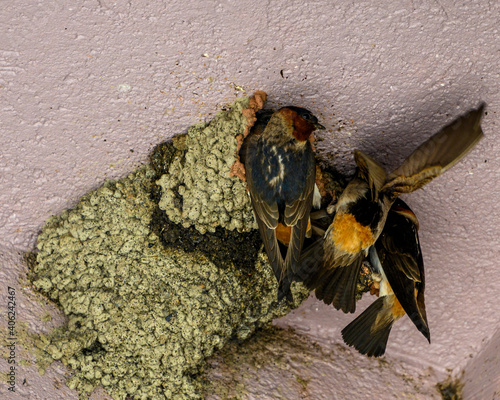 Barn swallow nest. Chick