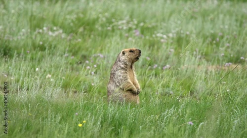 Real marmot in a meadow covered with green fresh grass.Sciuridae rodent animal wild wildlife nature genus marmota chipmunk prairie dog groundhog suslik cynomys souslik dogs marmots antelope alpine 4K. photo