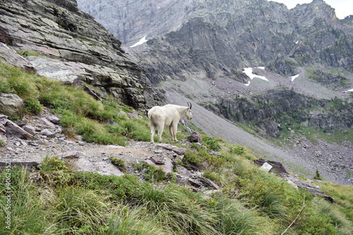Mountain Goat Glacier National Park 2018