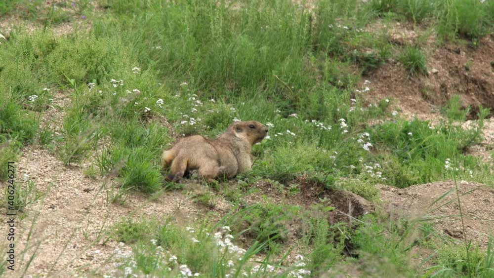 Real marmot in a meadow covered with green fresh grass.Sciuridae rodent animal wild wildlife nature genus marmota chipmunk prairie dog groundhog suslik cynomys souslik dogs marmots antelope alpine 4K.
