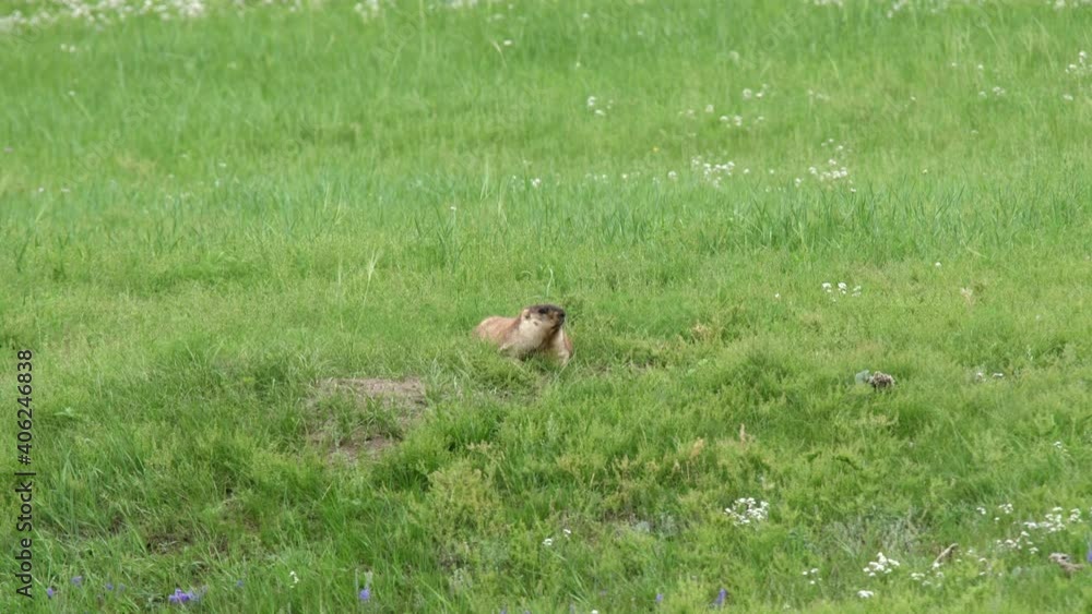 Real marmot in a meadow covered with green fresh grass.Sciuridae rodent animal wild wildlife nature genus marmota chipmunk prairie dog groundhog suslik cynomys souslik dogs marmots antelope alpine 4K. Real marmot in a meadow covered with green fresh grass.Sciuridae rodent animal wild wildlife nature genus marmota chipmunk prairie dog groundhog suslik cynomys souslik dogs marmots antelope alpine 4K.