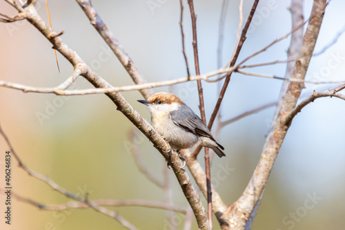 The Beautiful Small Sized Bird the Brown-Headed Nuthatch photo