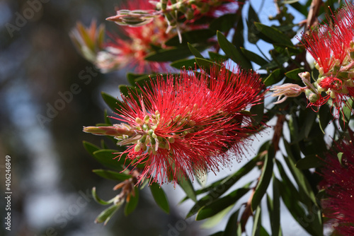 blooming bottlrbrush (callistemon acuminatus)