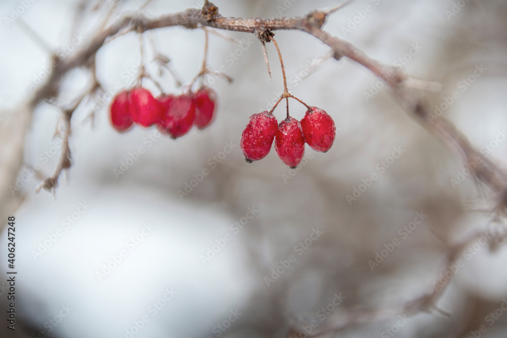 Closeup of ice covered red barberries hanging from a branch on a cold winter day Closeup of ice covered red barberries hanging from a branch on a cold winter day