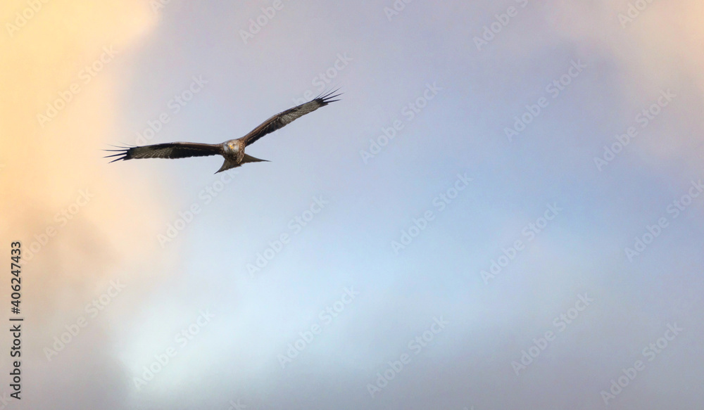 english red kite bird of prey on the wing looking for food english red kite bird of prey on the wing looking for food