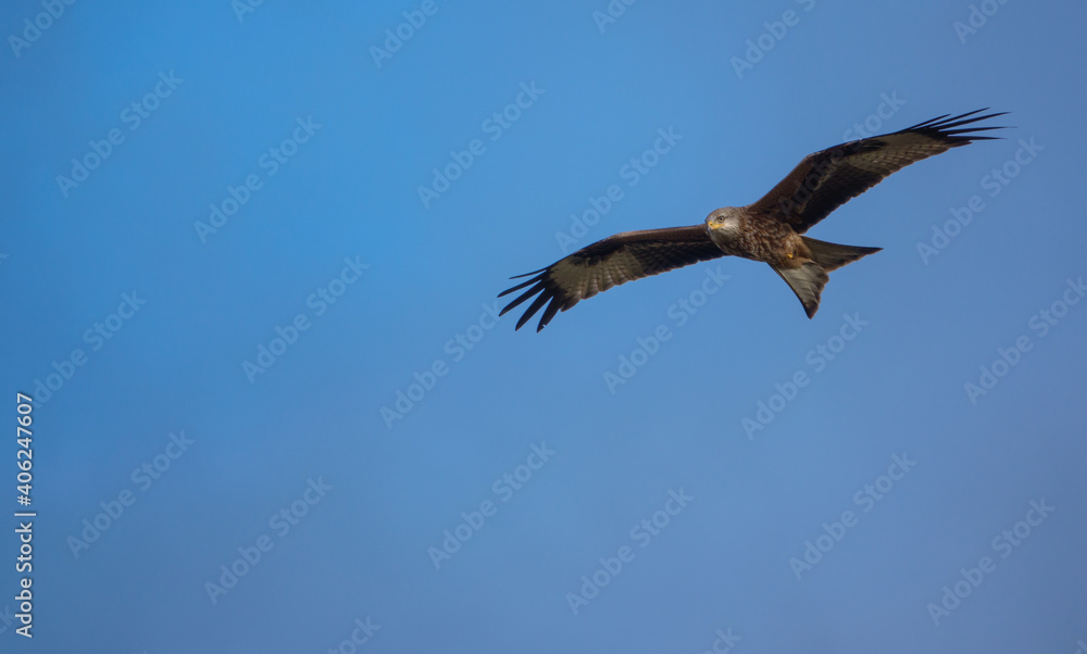 english red kite bird of prey on the wing looking for food english red kite bird of prey on the wing looking for food
