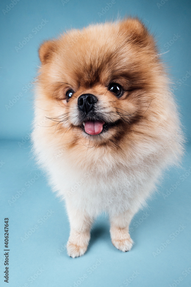 süßer Pom Rüde Rassehund im Fotostudio vor blauem Hintergrund witziger Hund kleines Hündchen